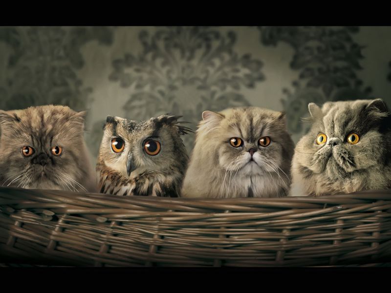 Fondos De Pantalla De Buho Y Gatos - Artistic Photos Of Cats - HD Wallpaper 