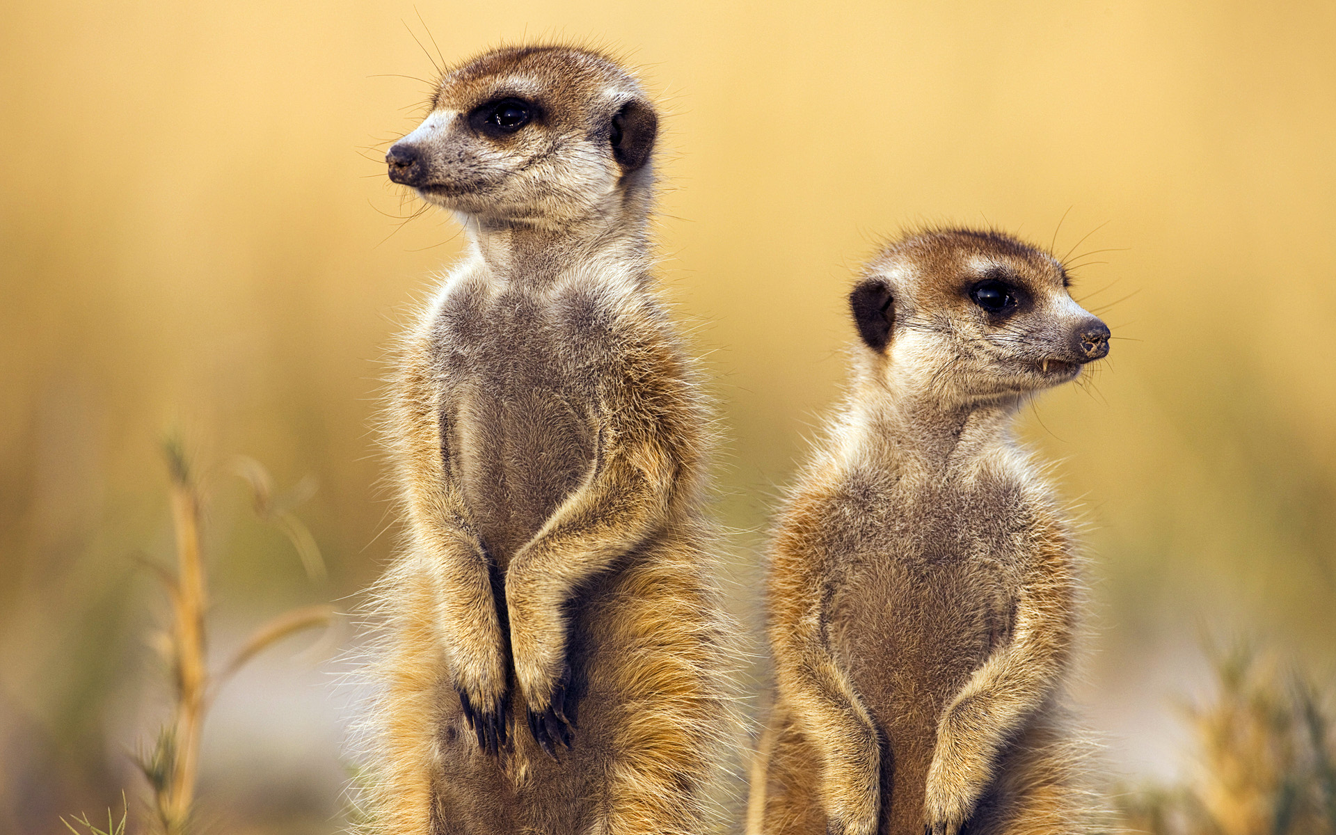 Meerkat Widescreen Wallpaper - Meerkat Wallpaper Hd - HD Wallpaper 