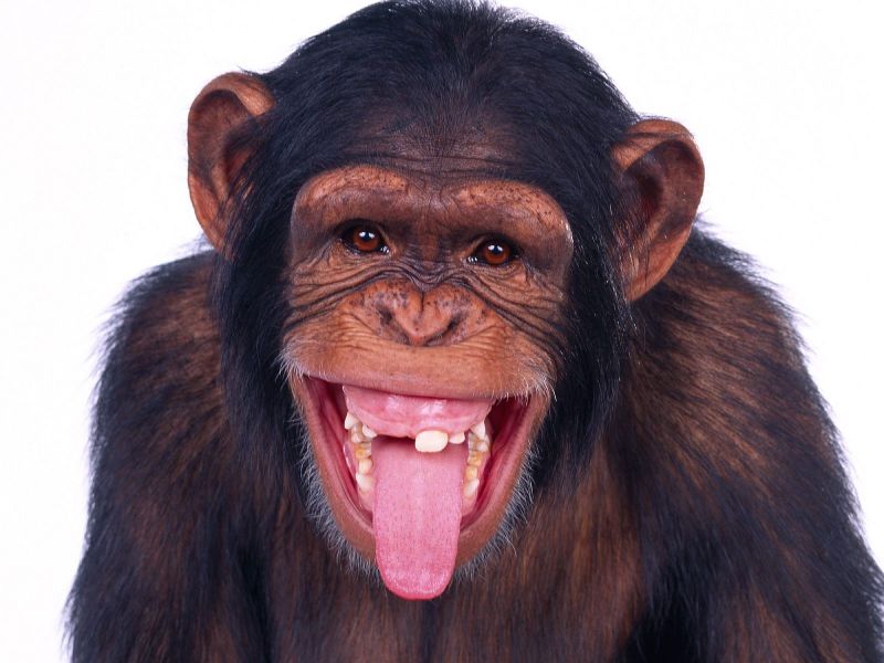 Chimpanzee Images Download - HD Wallpaper 