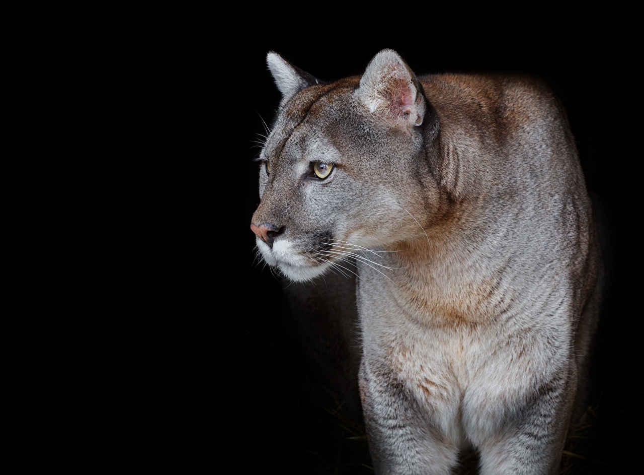 Mountain Lion Black Background - HD Wallpaper 