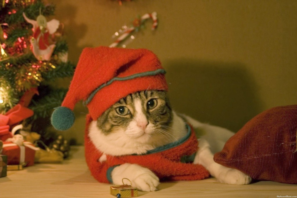 Gato Felicitaciones Navideñas - HD Wallpaper 