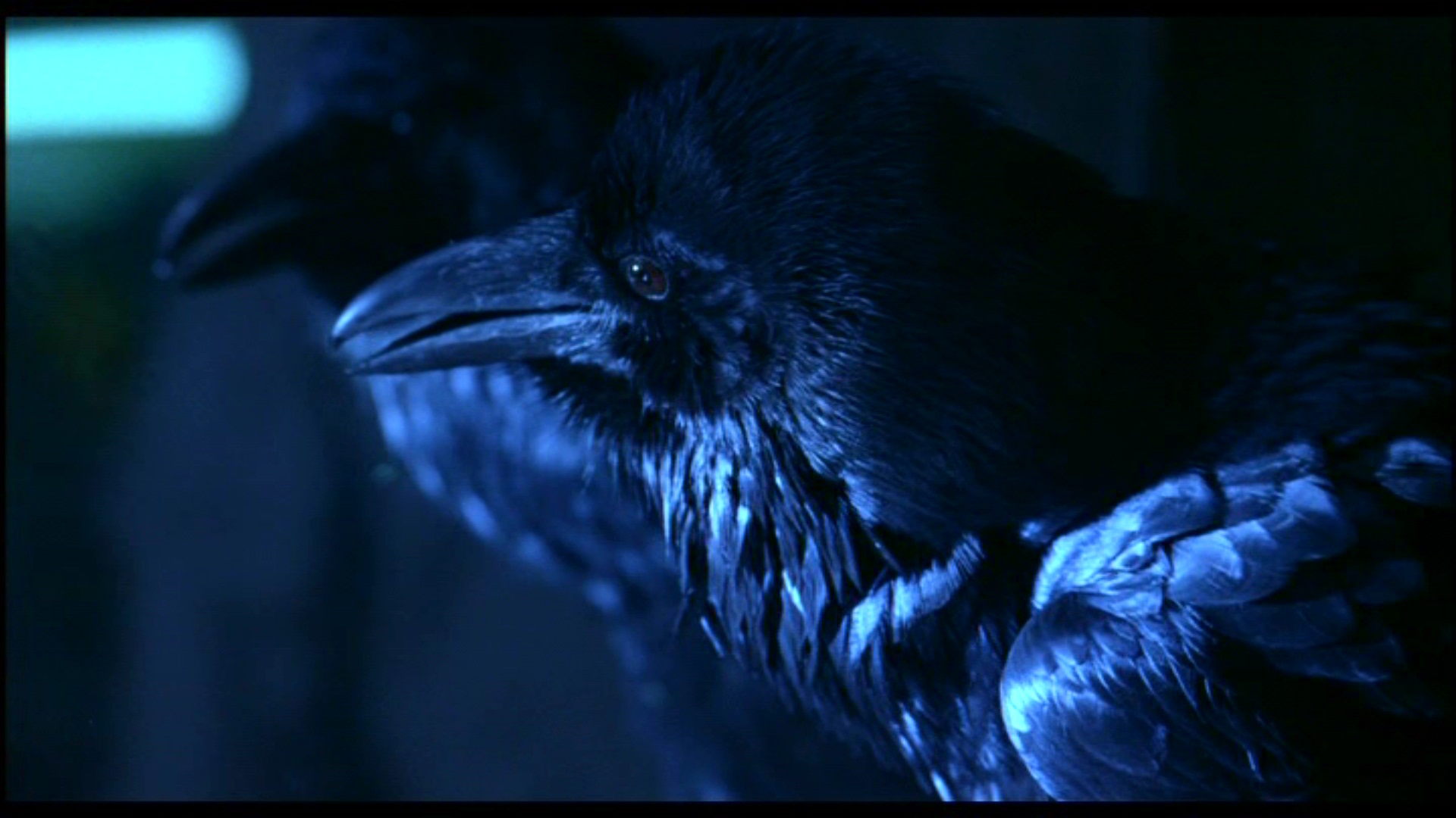 Raven - HD Wallpaper 