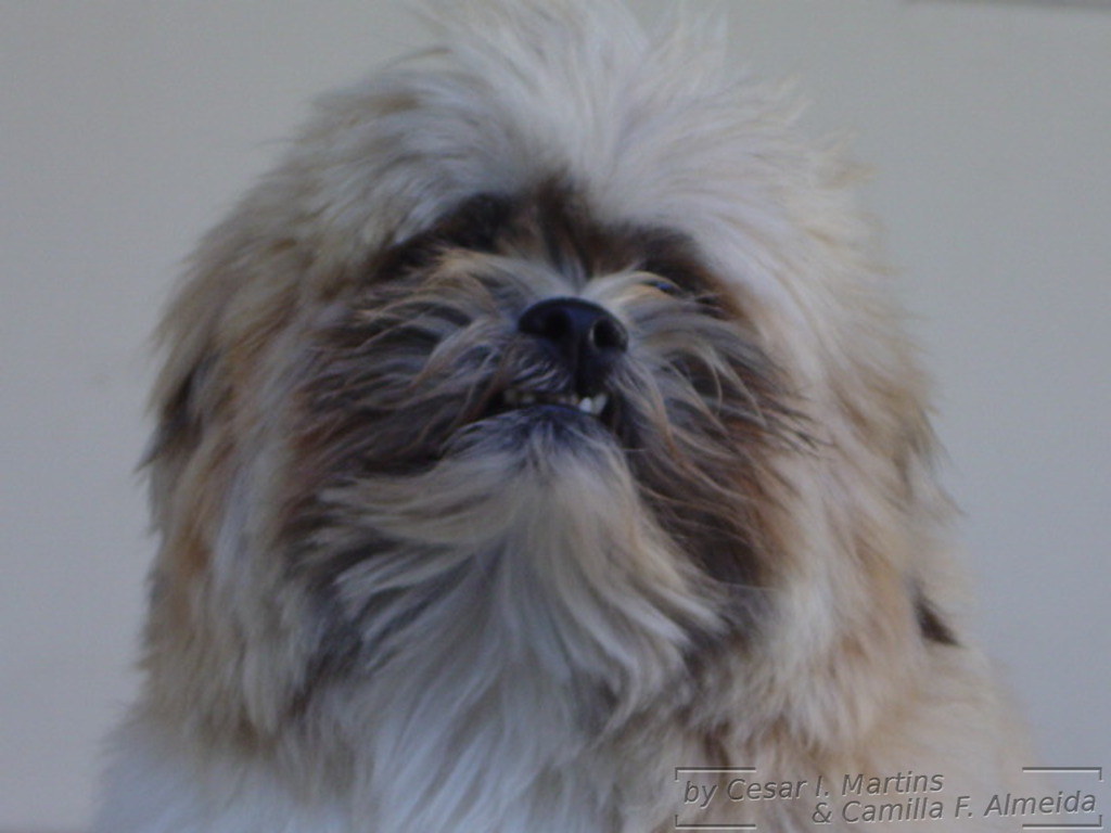 Shih-poo - HD Wallpaper 