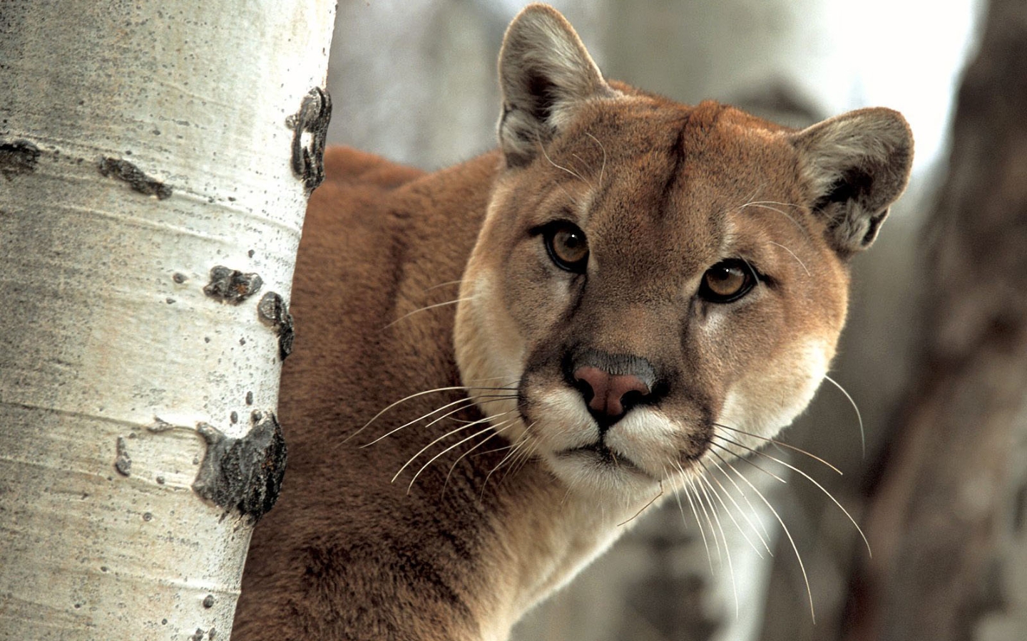 Puma - Puma Animal - HD Wallpaper 