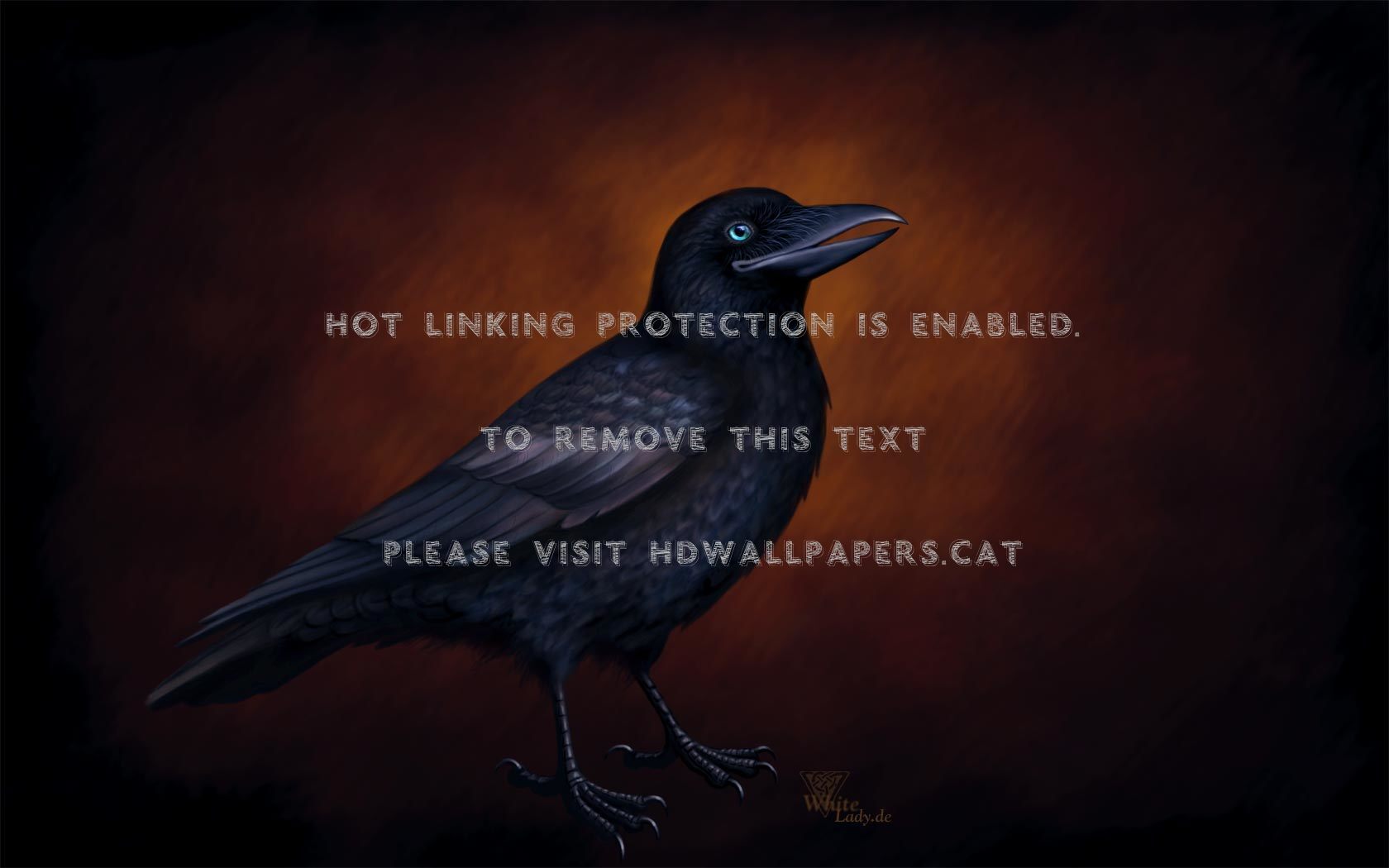 Crow Wallpaper Raven Poe Bird Animals - American Crow - HD Wallpaper 