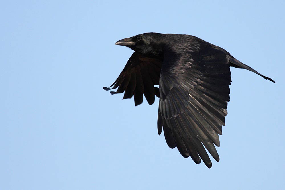 Free Crow Wallpaper Wallpapers Download - Large Black Bird Uk - HD Wallpaper 