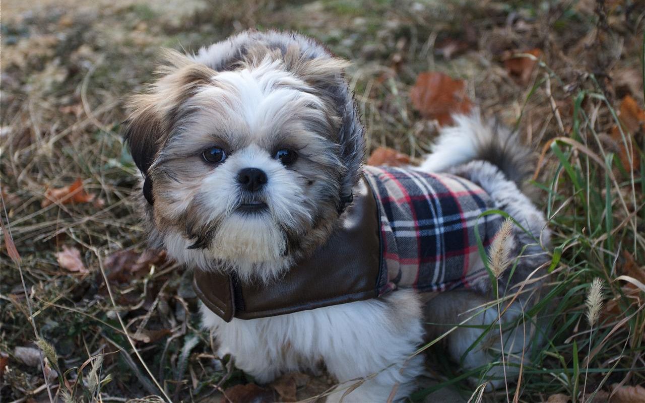 shih tzu in clothes