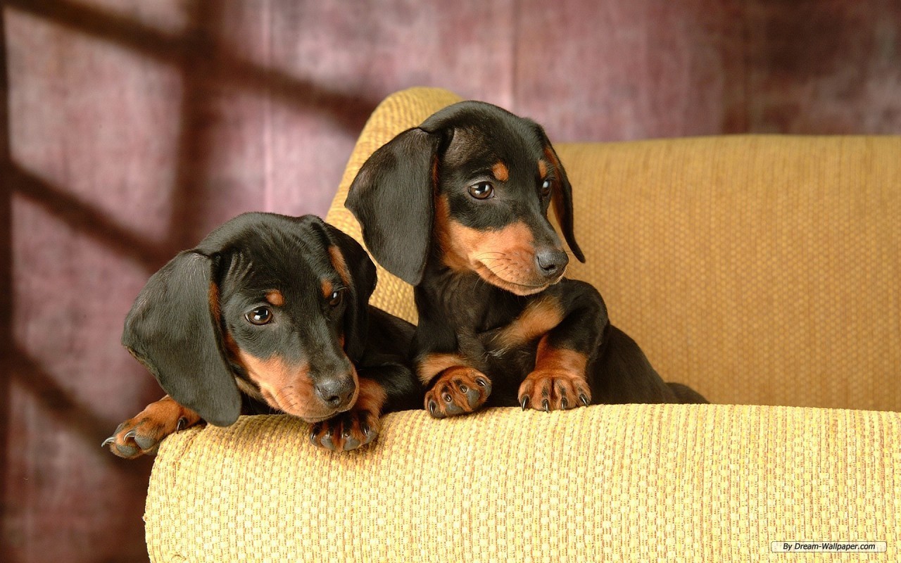 Cachorros - Dachshund Desktop Wallpaper Hd - HD Wallpaper 