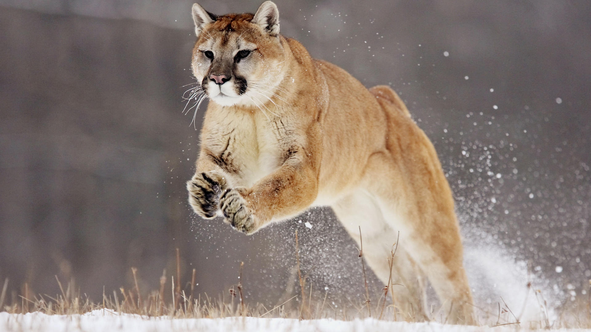 Mountain Lion - HD Wallpaper 