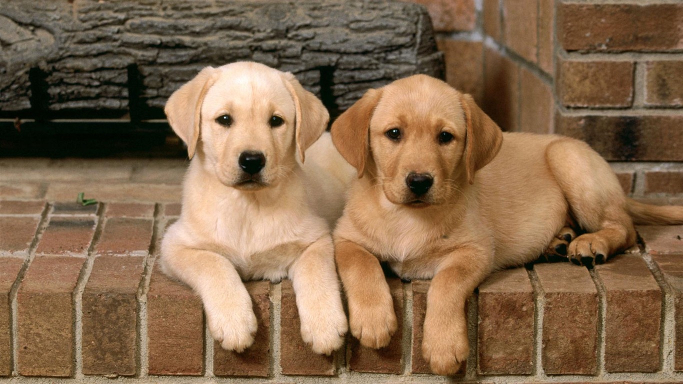 Puppy Photo Hd Wallpapers - Animal Wallpaper 1366x768 Hd - HD Wallpaper 
