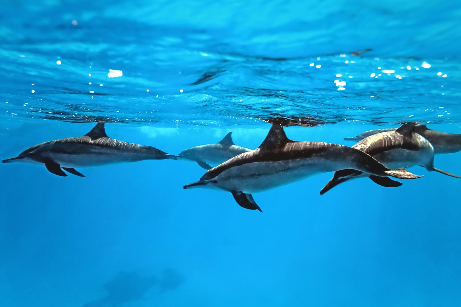 Delfines Nadando En El Mar Azul - Indo Pacific Bottlenose Dolphin In Captivity - HD Wallpaper 