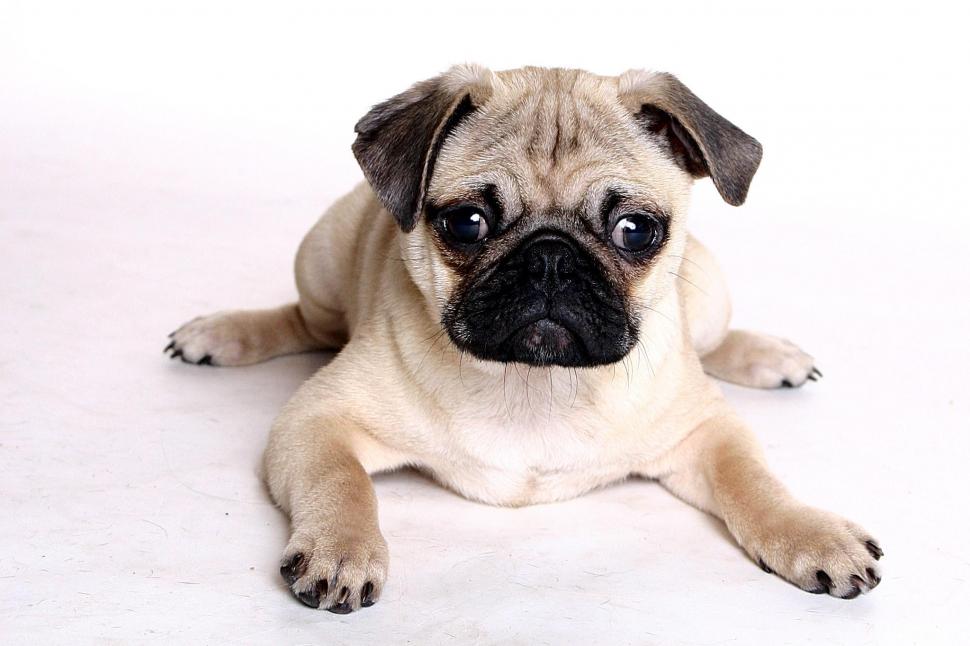 Chinese Pug Wallpaper,cachorro Hd Wallpaper,animals - Chinese Pug Dog - HD Wallpaper 