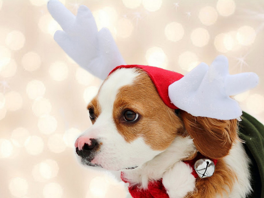 Nature Wallpaper - Dog - Christmas - Christmas Cute Wallpaper Dog - HD Wallpaper 