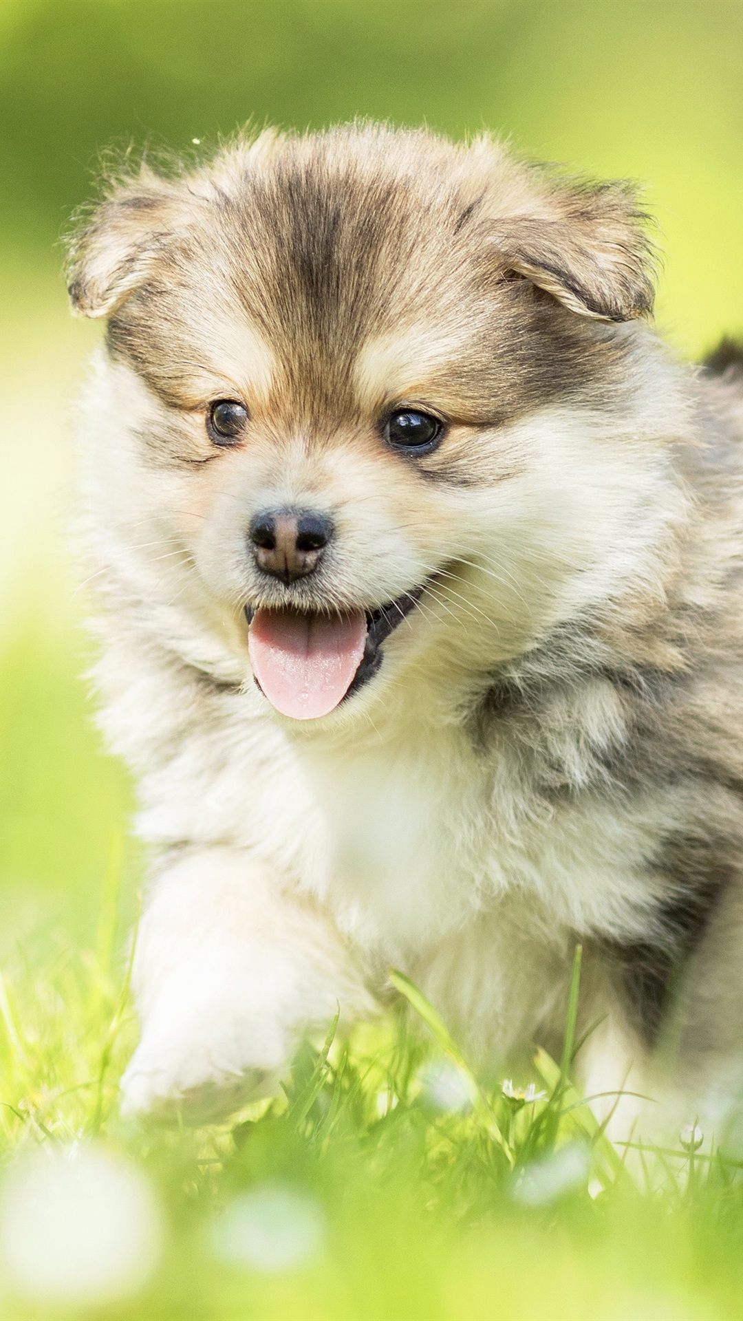 Happy Puppy 1080 * 2160 - HD Wallpaper 