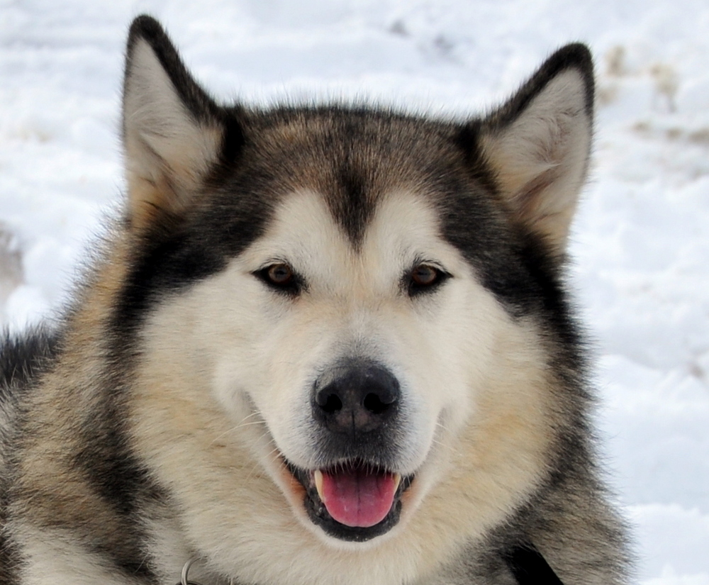 Alaskan Malamute Wallpapers - HD Wallpaper 