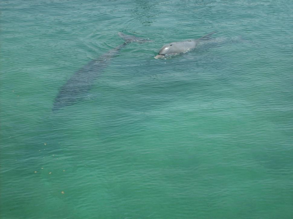 Dolphins I Wallpaper,dolphins Hd Wallpaper,delfines - Sea - HD Wallpaper 