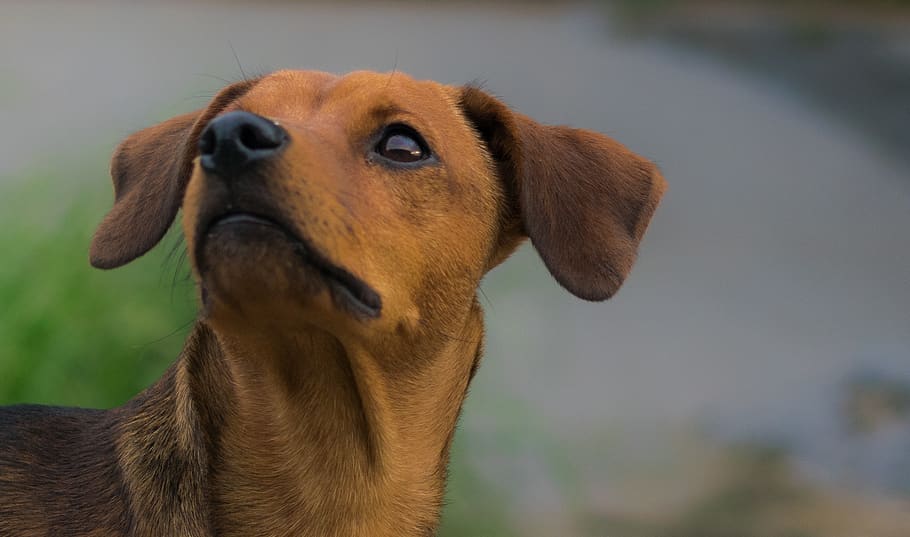 Brazil, Belo Horizonte, Pet, Animal, Cachorro, Vira - Vira Lata 4k - HD Wallpaper 