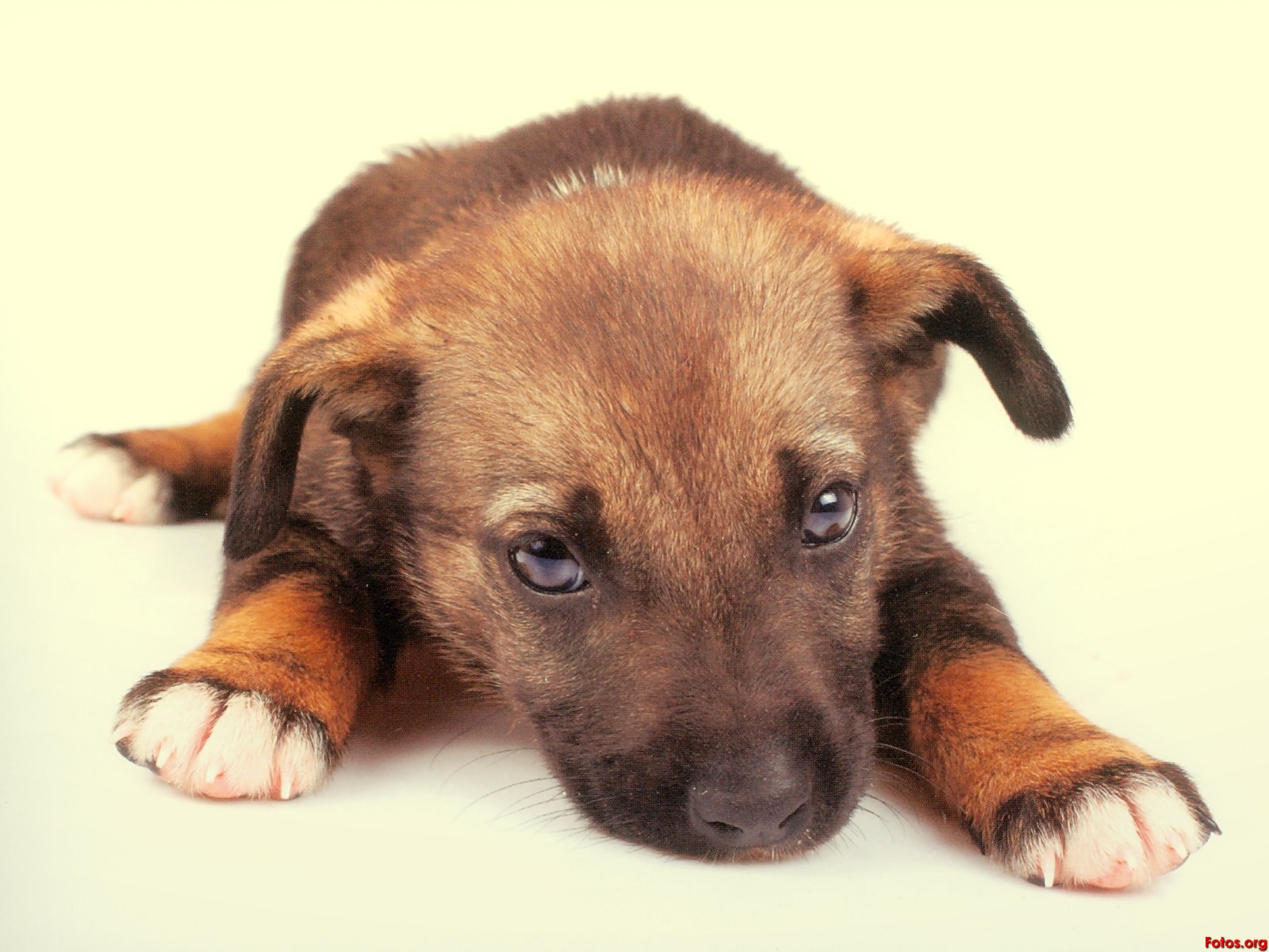 Cachorro Cansado Wallpaper - Companion Dog - HD Wallpaper 