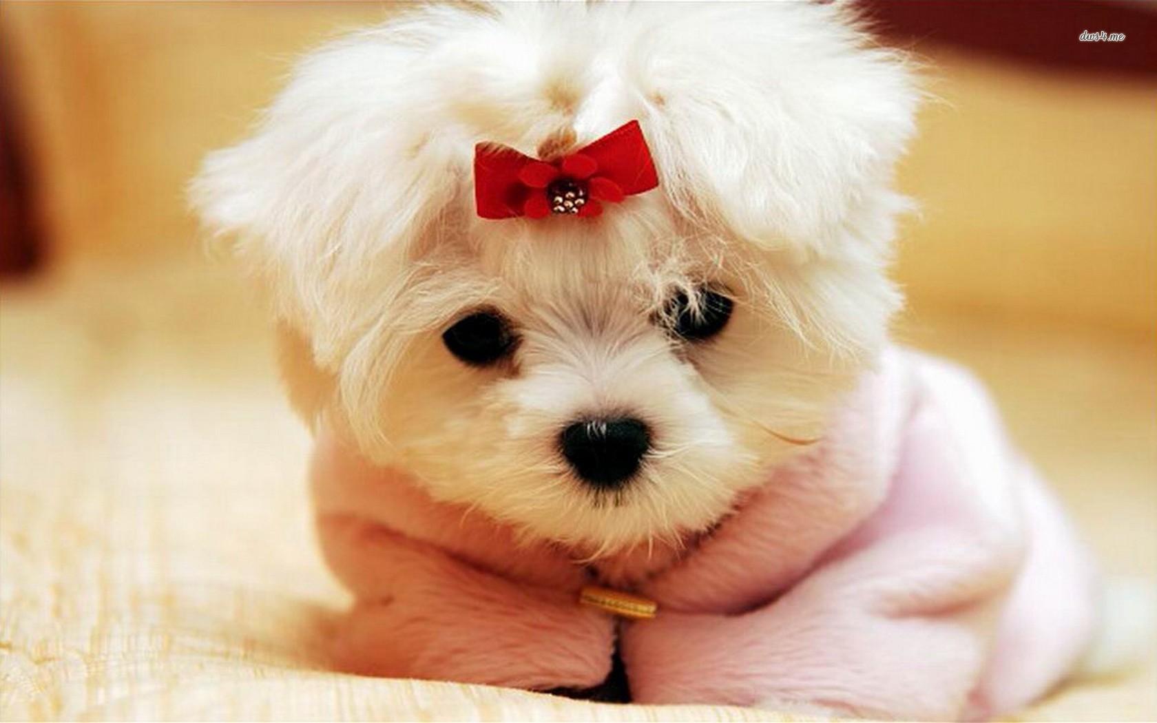 Small Family Dogs That Dont Shed - 1680x1050 Wallpaper Small Family Dogs That Dont Shed - 1680x1050 Wallpaper