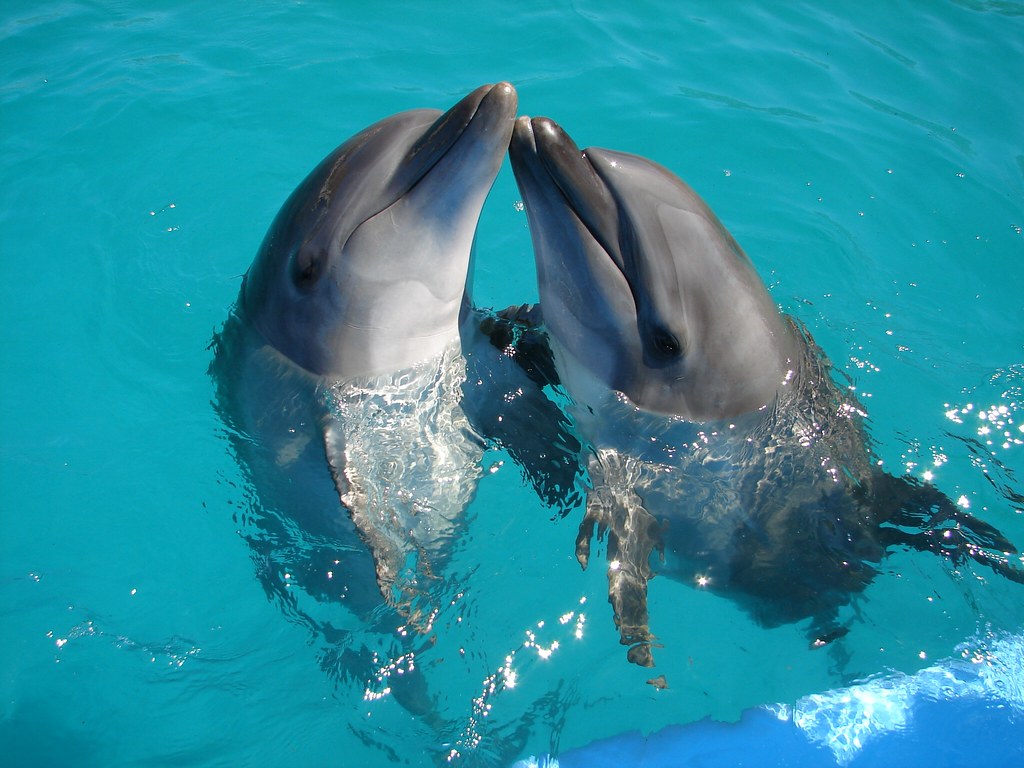 Beautiful Dolphins - HD Wallpaper 