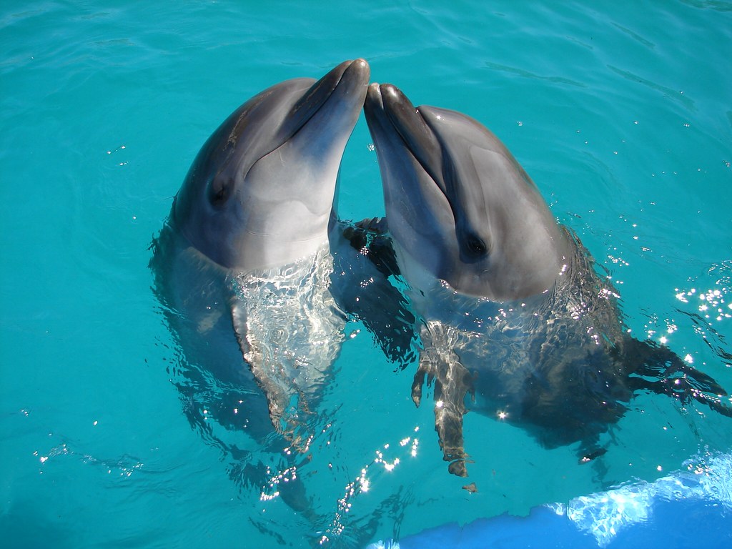 Beautiful Dolphins - HD Wallpaper 