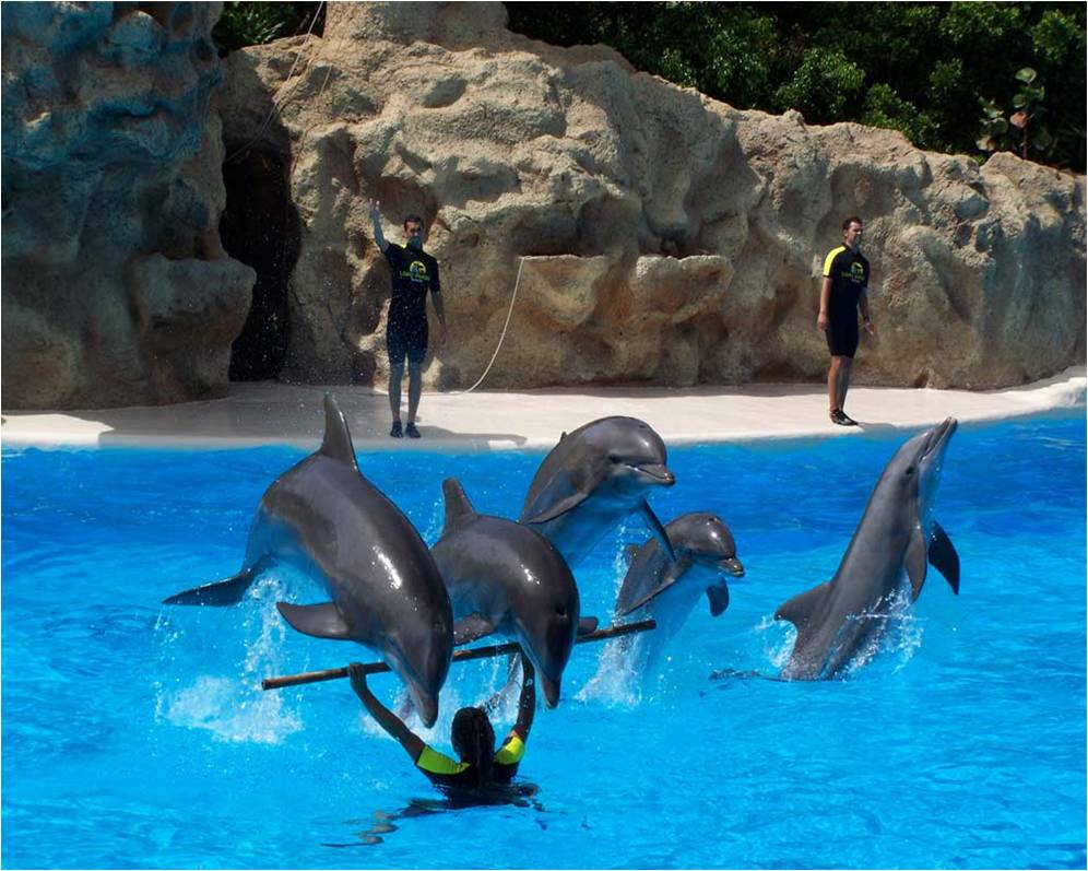 Delfines Wallpapers - Common Bottlenose Dolphin - HD Wallpaper 