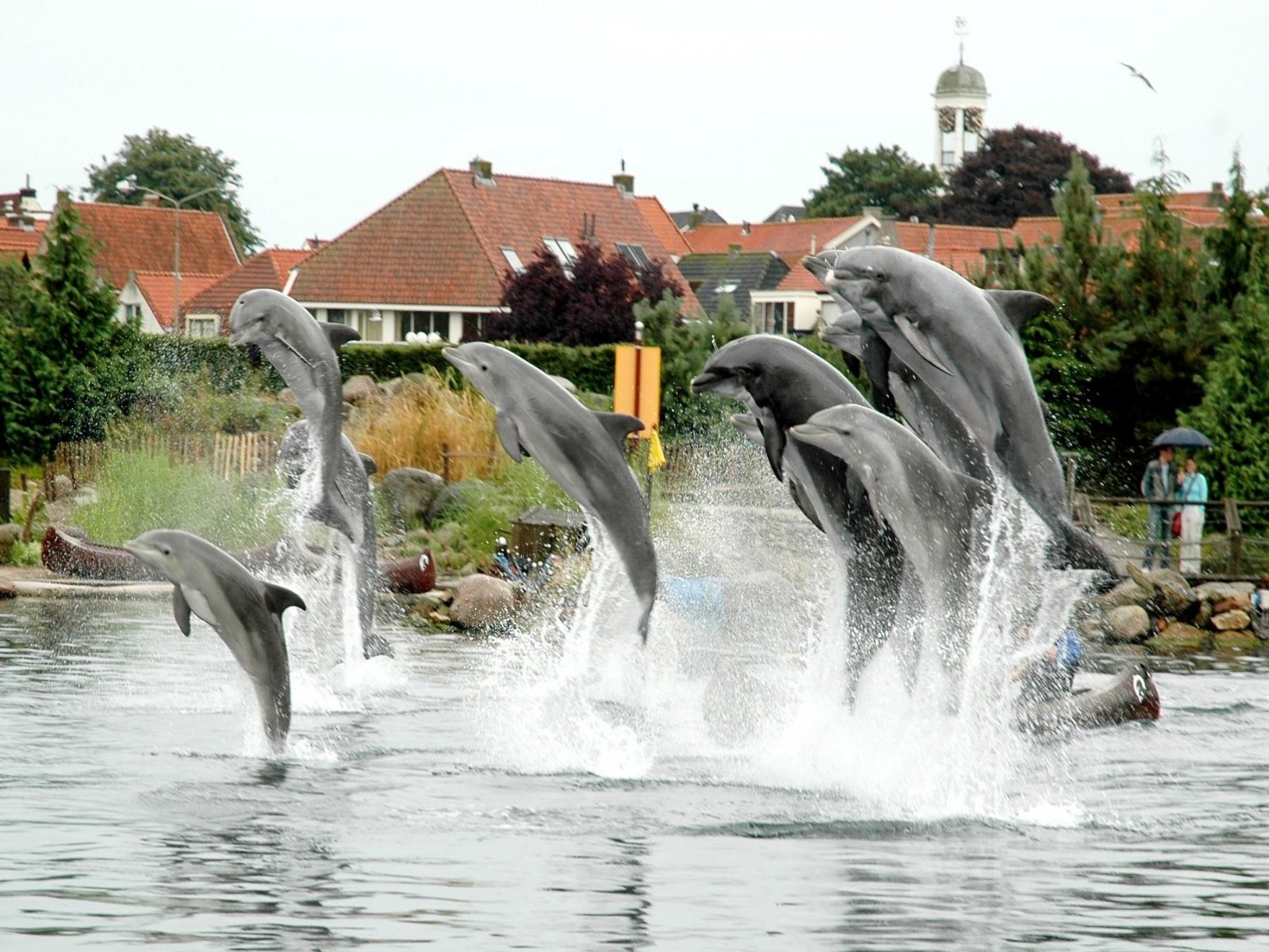 Fondo De Delfines A Resolucion - Delfines Para Fondo De Pantalla - HD Wallpaper 