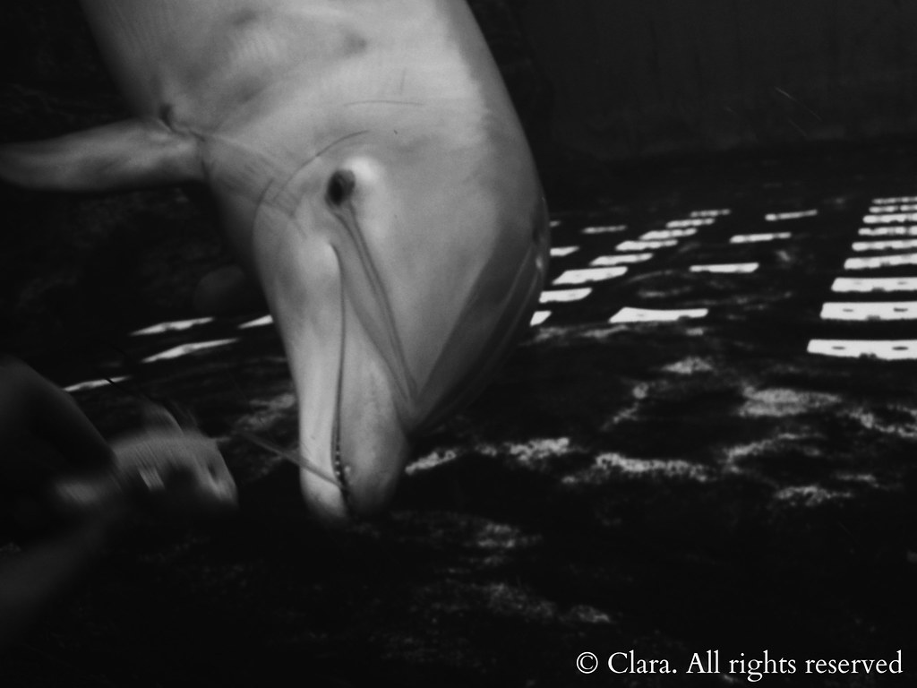 Common Bottlenose Dolphin - HD Wallpaper 