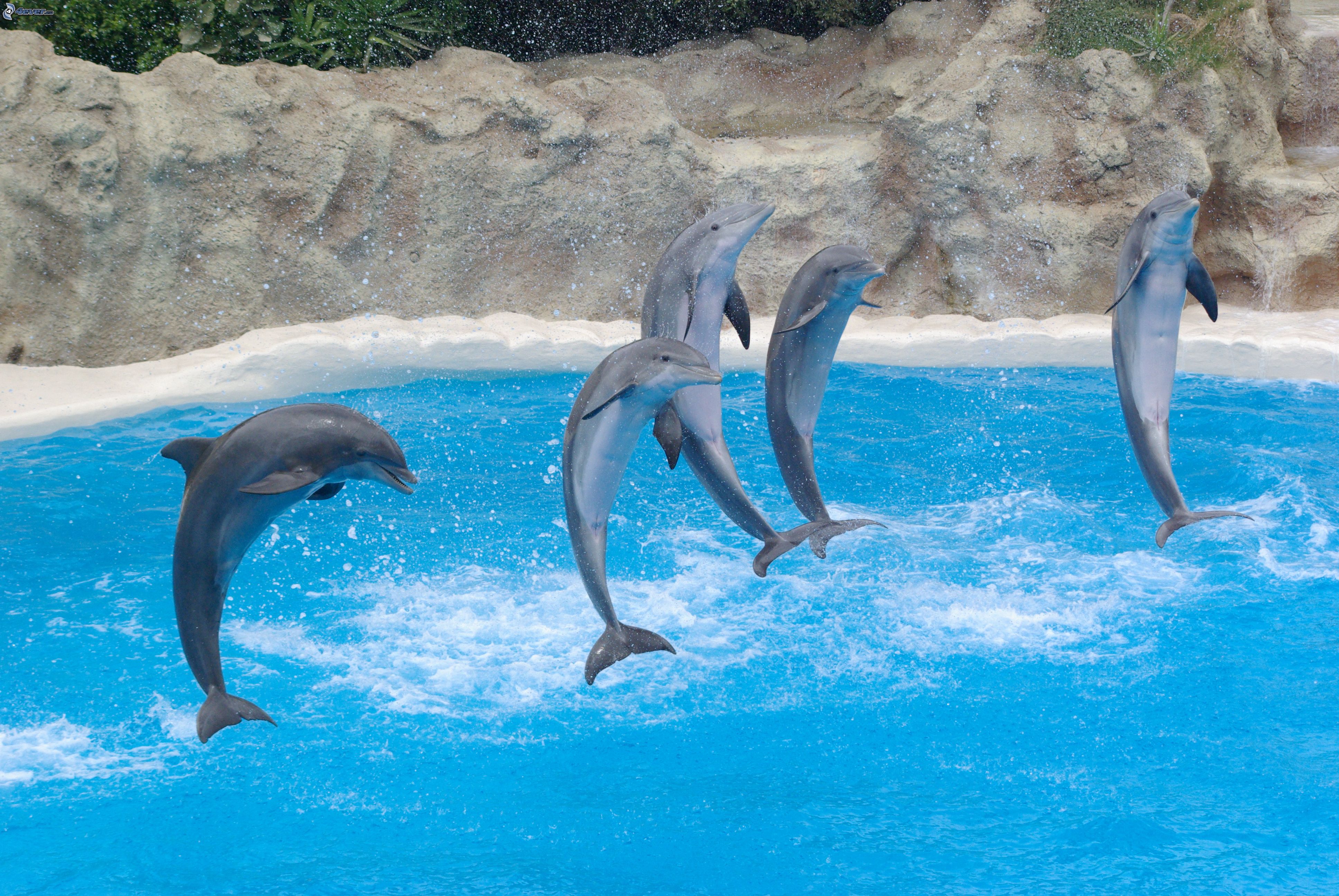 Wallpaper Album, T - Loro Parque - HD Wallpaper 