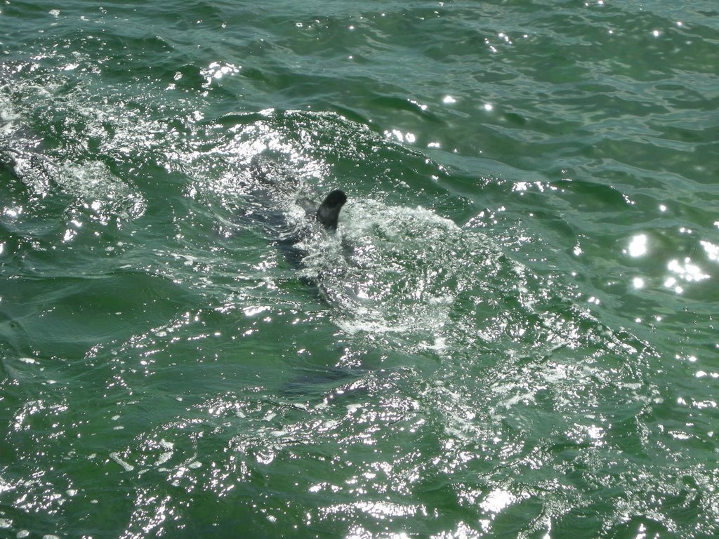 Delfines - Cayo Blanco - Varadero - Cuba - Sea - HD Wallpaper 