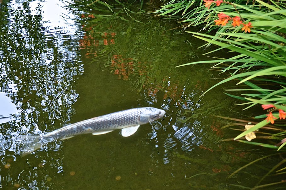 Fish Pond - HD Wallpaper 