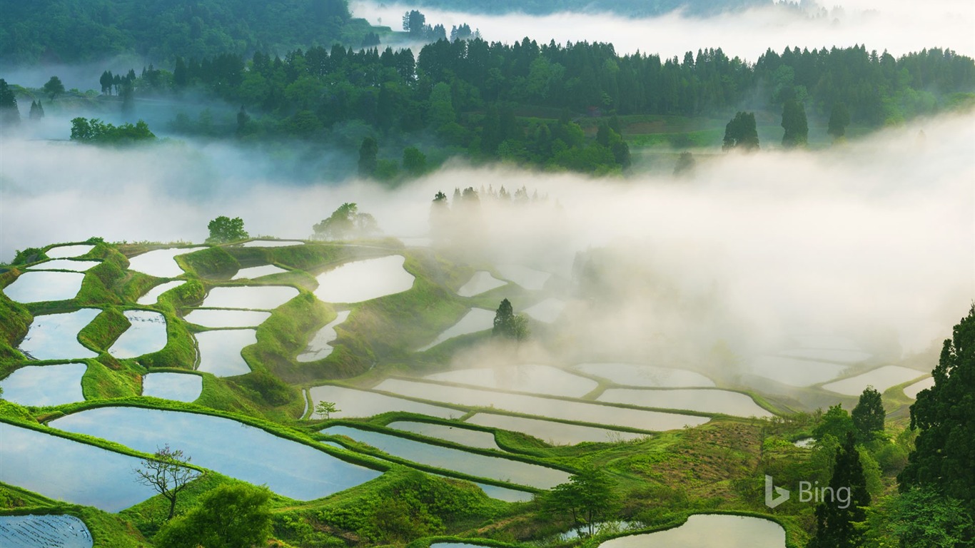 Campos De Arroz Em Terraços Japoneses Niigata Prefecture-2017 - Niigata Japan Rice Fields - HD Wallpaper 