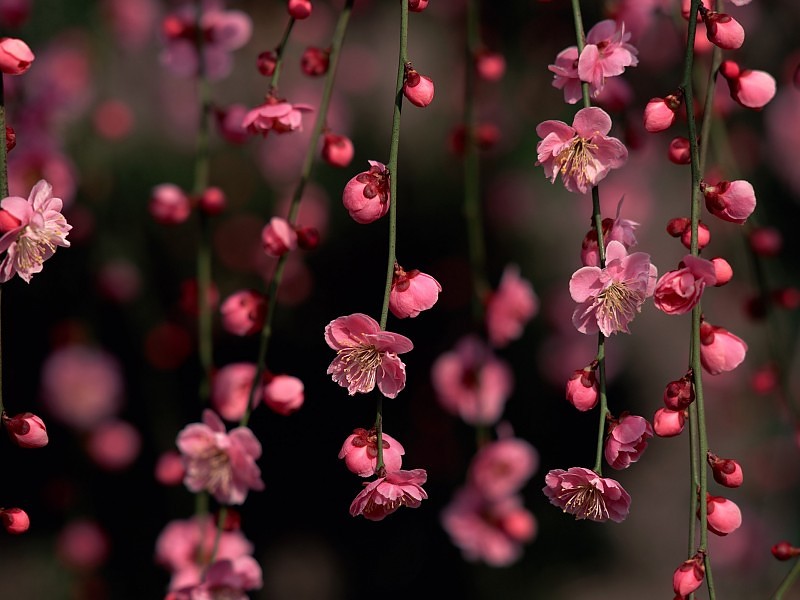 Cherry Blossoms Desktop Free Wallpaper - Cherry Blossom Desktop - HD Wallpaper 