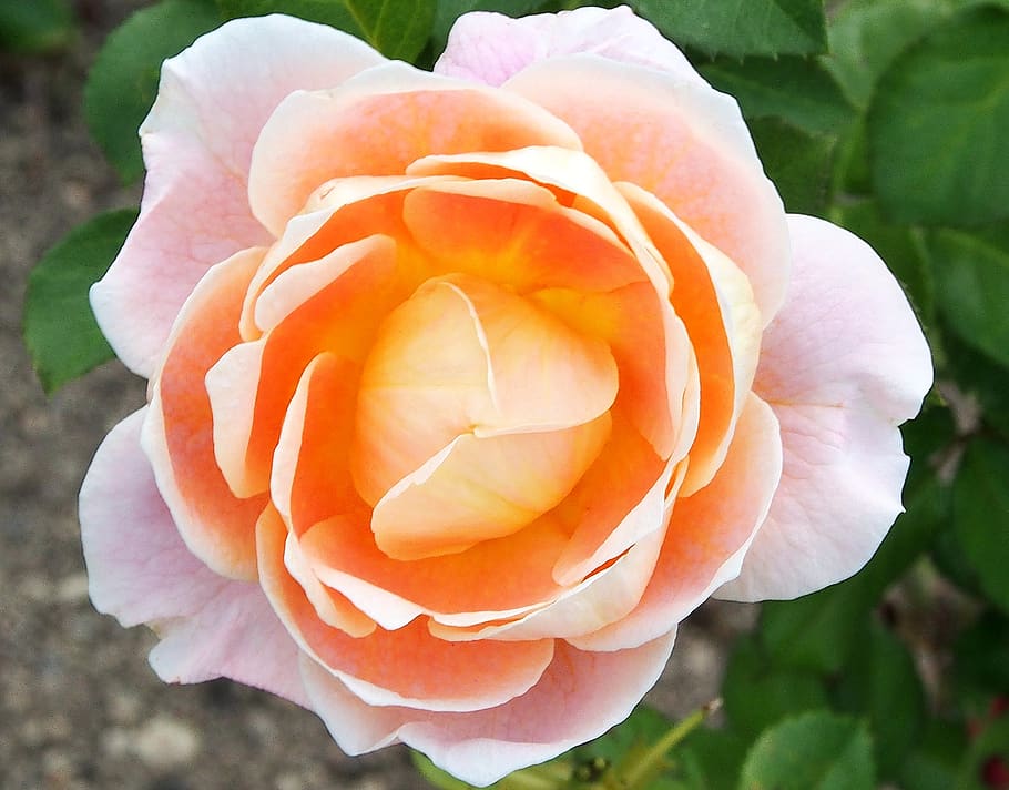 Rose Marie Height, Rosé - Hybrid Tea Rose - HD Wallpaper 