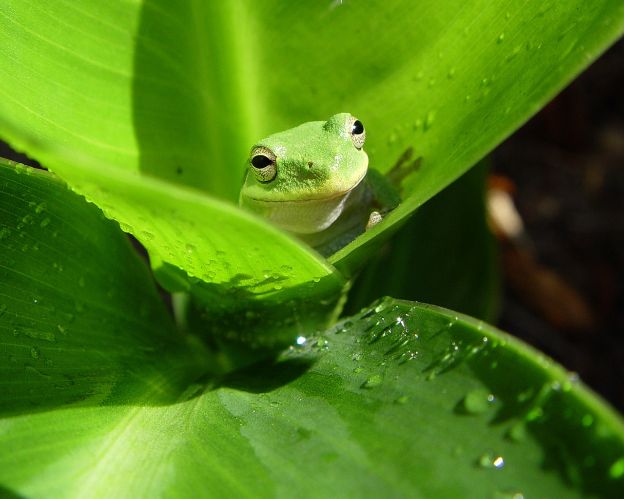 Cute Frog Wallpaper Desktop - HD Wallpaper 