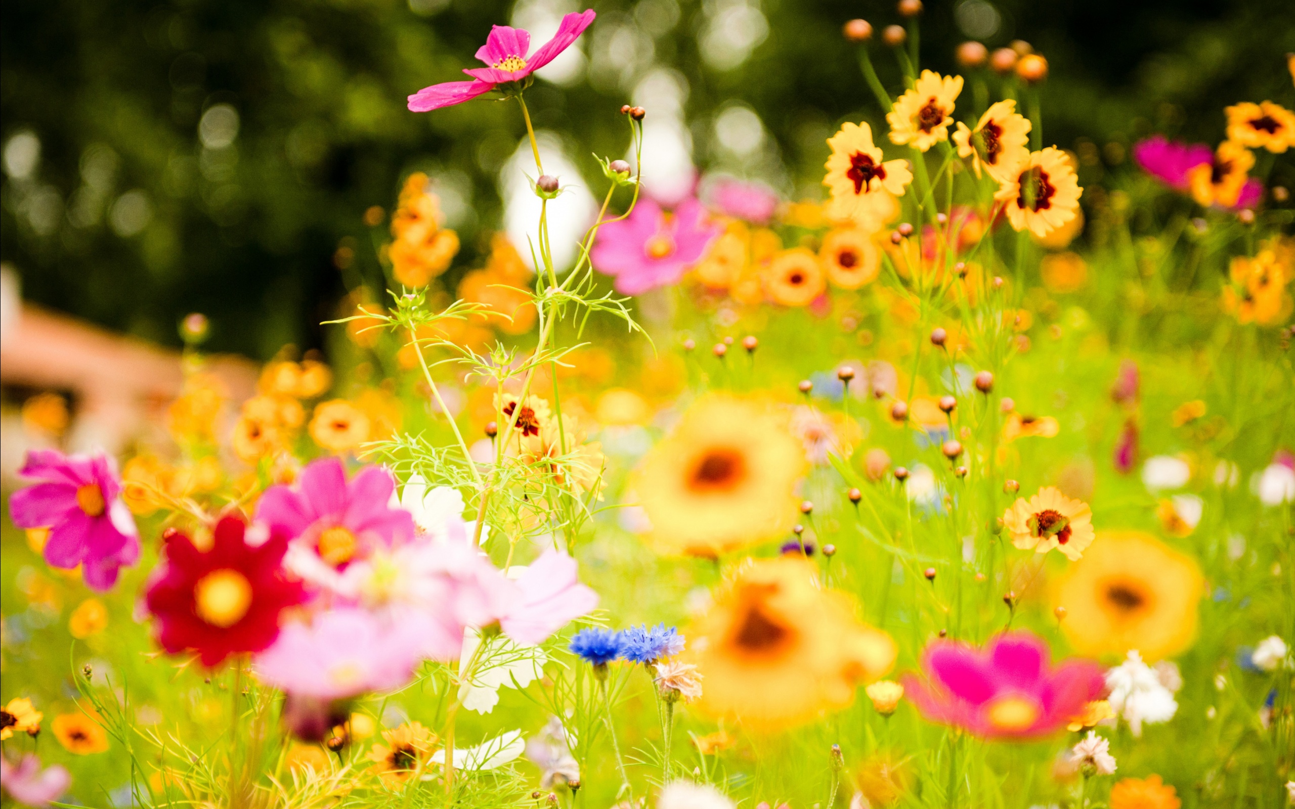 049 - Summer Flower Background - HD Wallpaper 
