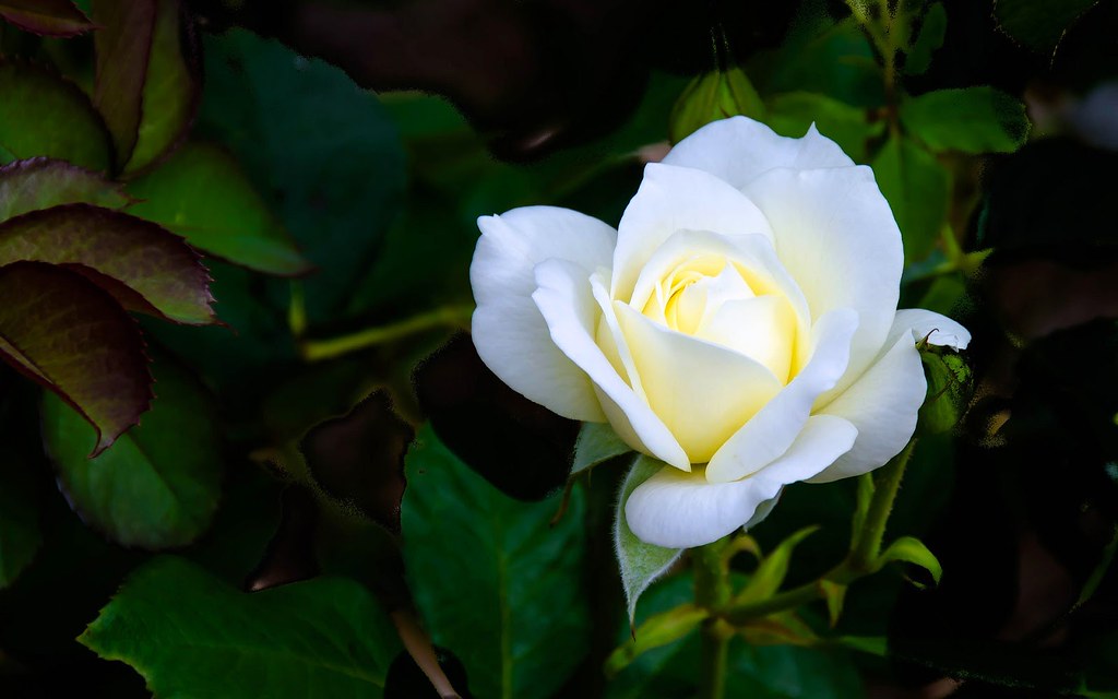 Año De Tu Partida Padre - HD Wallpaper 