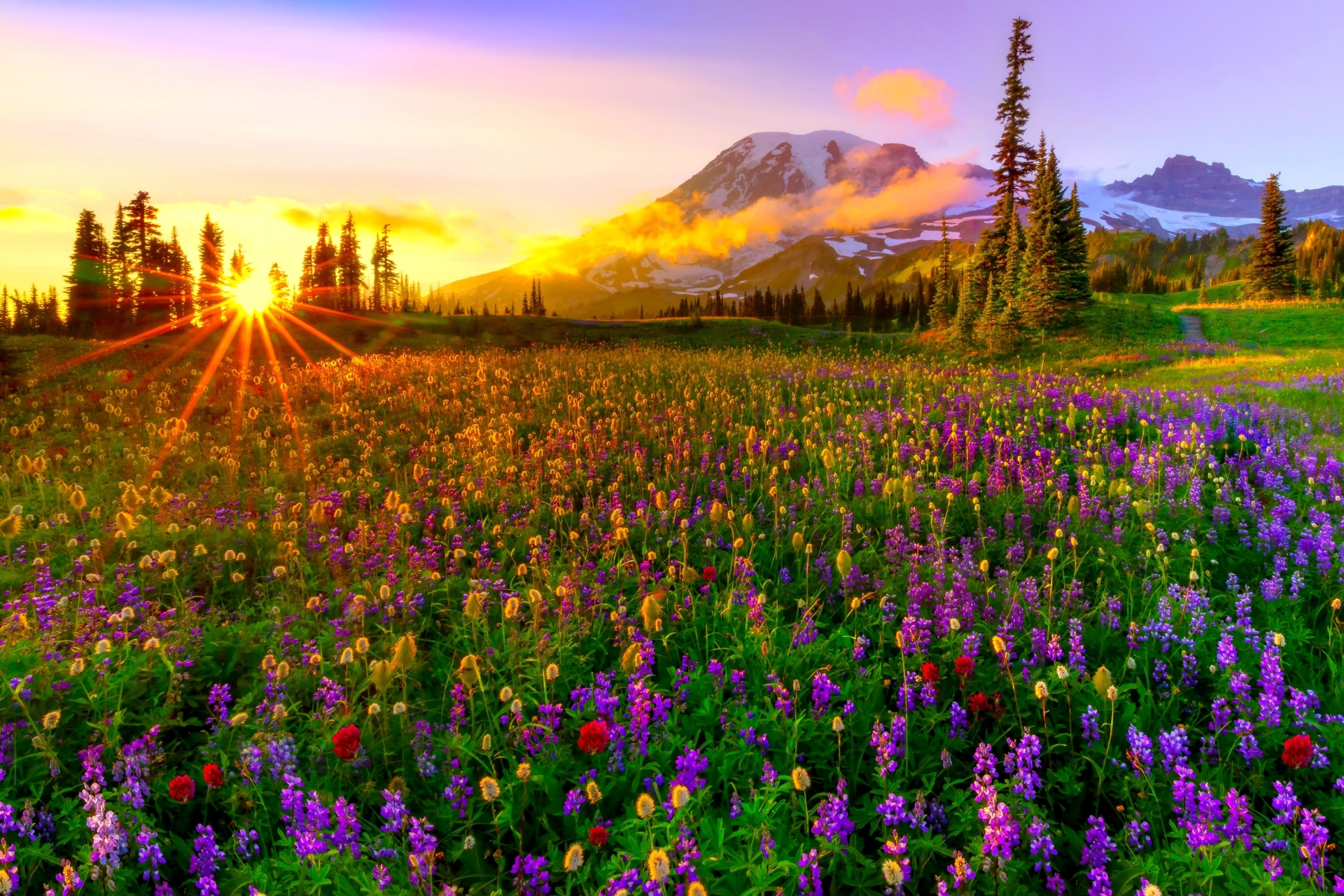 Primavera - Mazama Ridge Mt Rainier - HD Wallpaper 