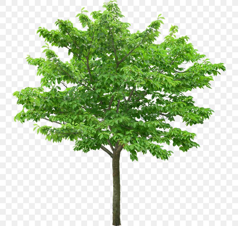 Plane Trees Desktop Wallpaper, Png, 800x779px, Tree, - Png Arbol - HD Wallpaper 