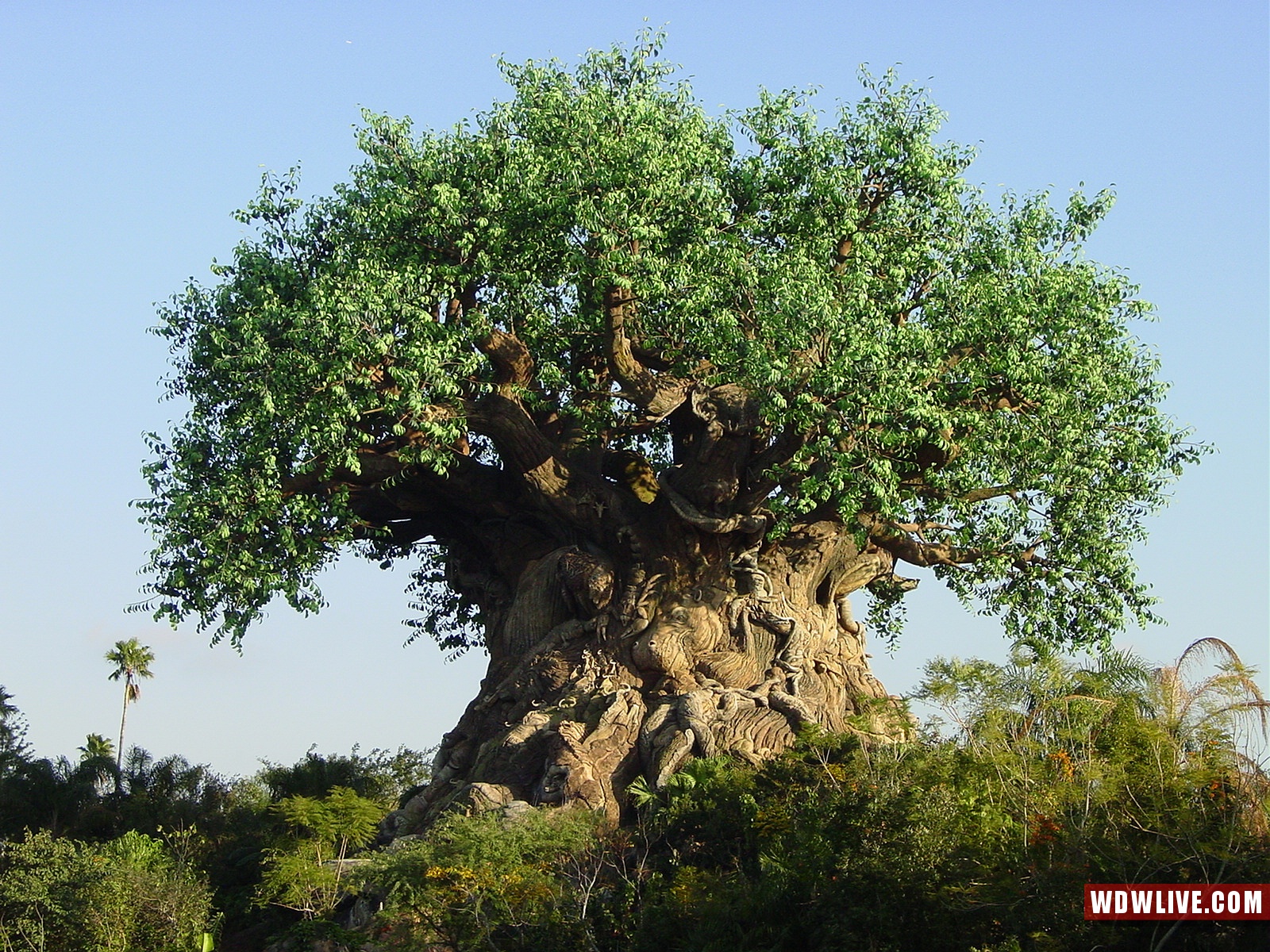 Tree Of Life Desktop Background Images & Pictures - Disney World, Disney's Animal Kingdom - HD Wallpaper 
