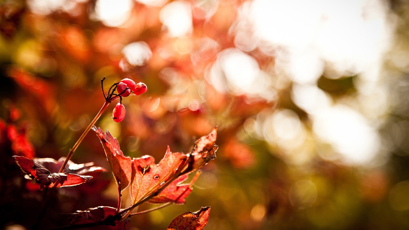 Foliage Bokeh-autumn Of Natural Scenery Wallpaper2012 - Paisajes Naturales De Oto - HD Wallpaper 