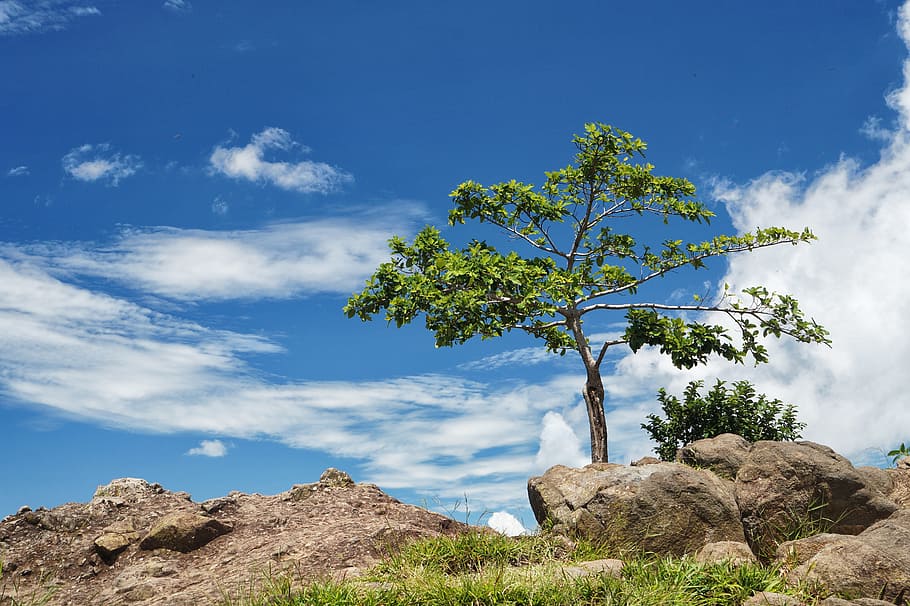 Tree - HD Wallpaper 