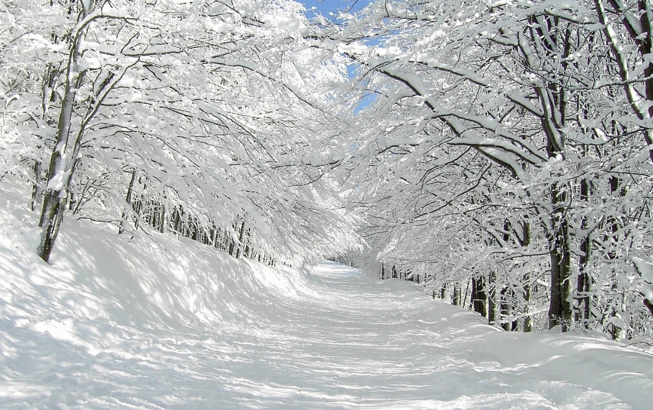 Thick Snow Trees & Pretty Path Wallpapers - Pretty Pictures Of Snow - HD Wallpaper 
