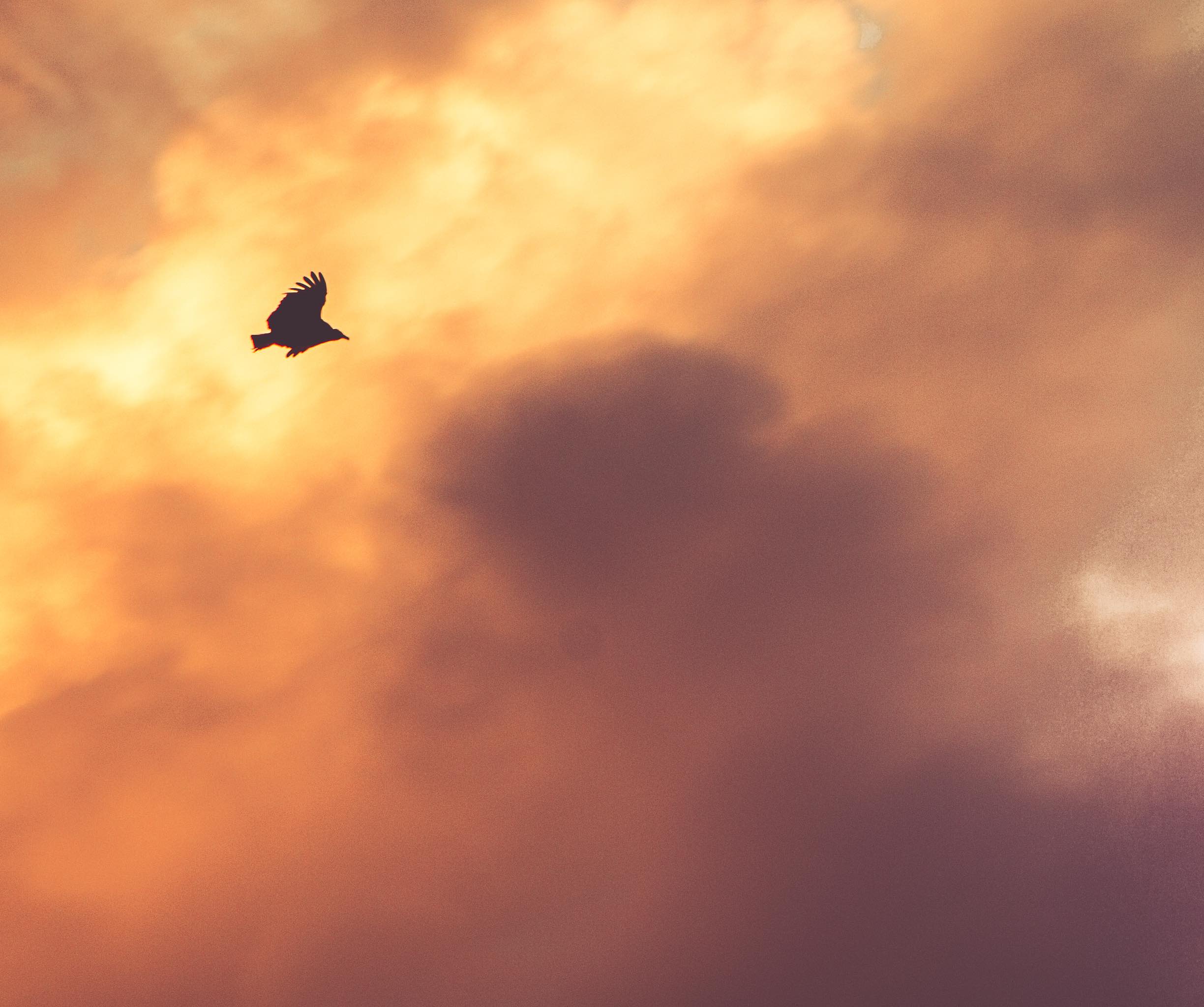 Flight - HD Wallpaper 