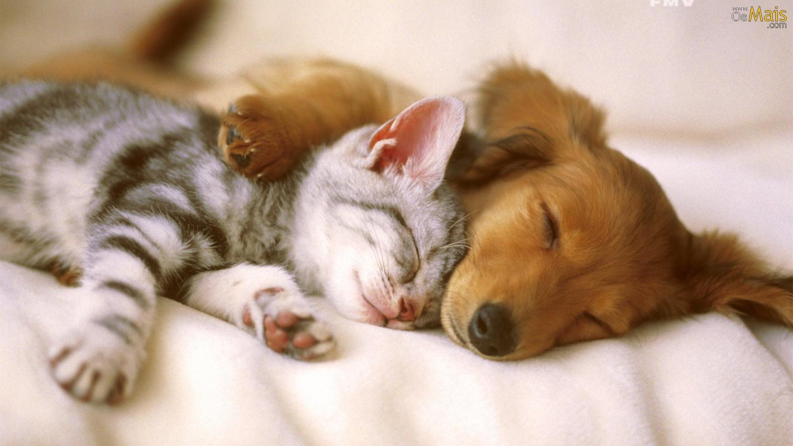 Rescued Cats And Dogs - HD Wallpaper 