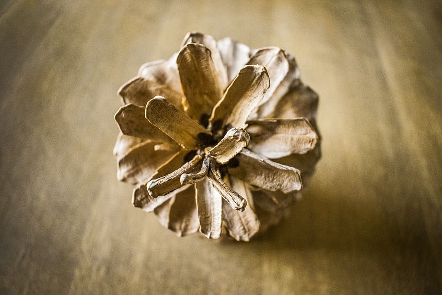 Navidad, Piña, Árbol, Pino, Abeto, Nieve, Madera, Pacto, - Christmas Day - HD Wallpaper 