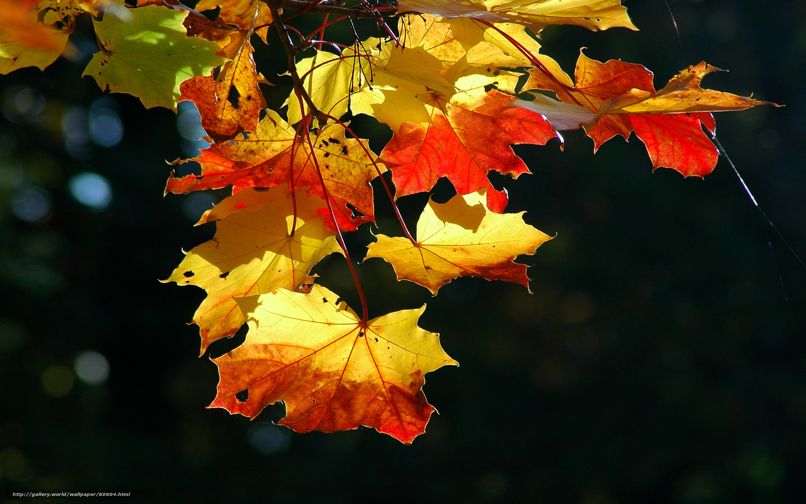 Descargar Gratis Naturaleza, Otoo Wallpaper, Otoo, - Anil Kumar Name Meaning - HD Wallpaper 