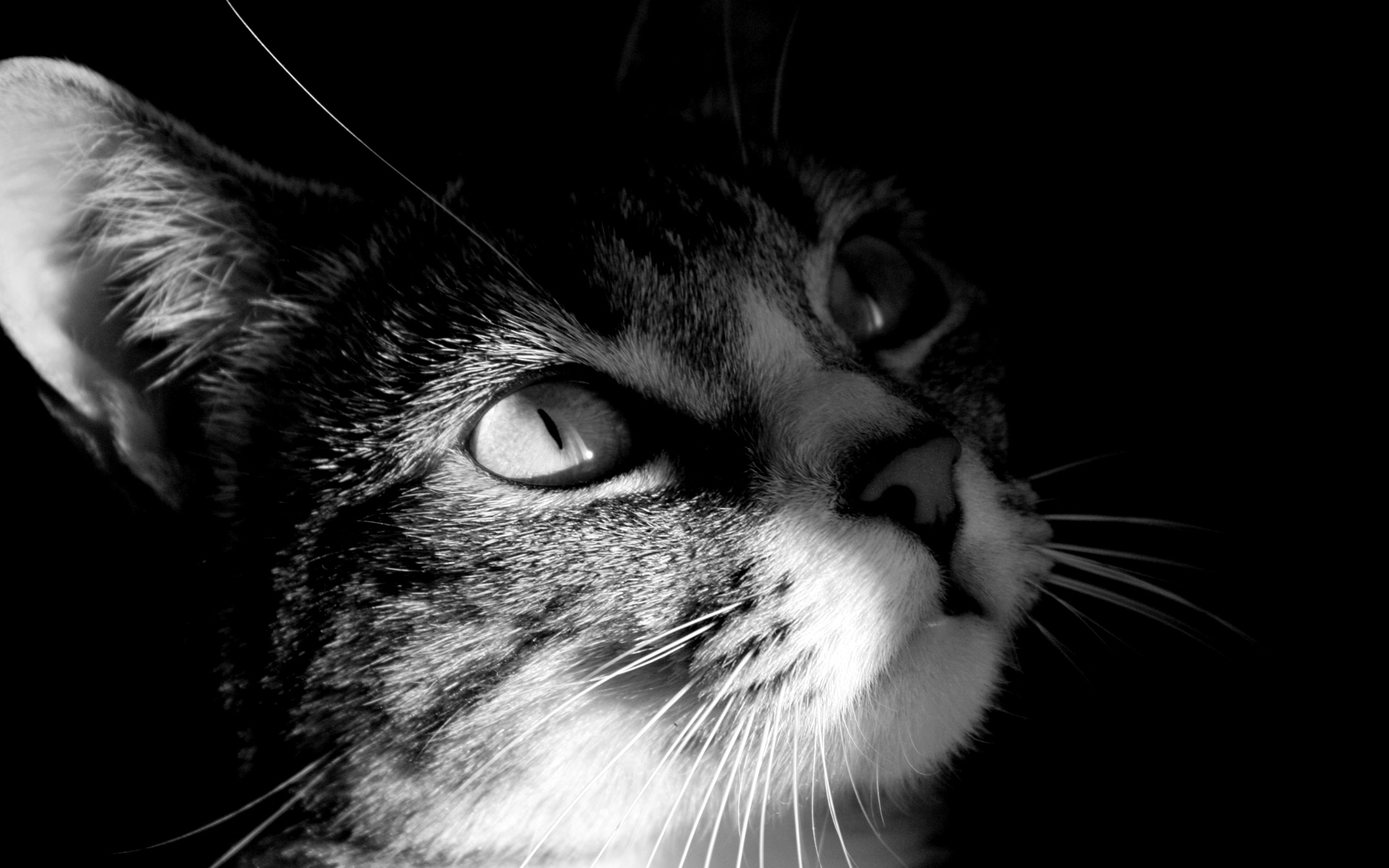 Cat Hd Black And White - HD Wallpaper 