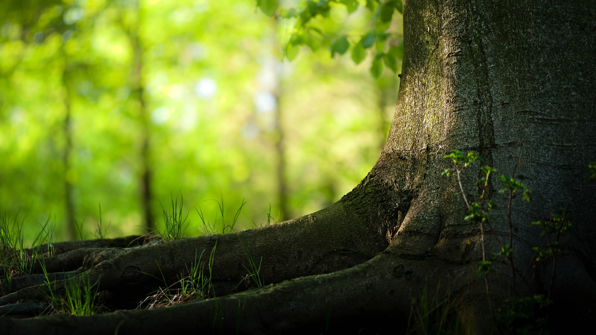 Trees Backgrounds Hd - HD Wallpaper 