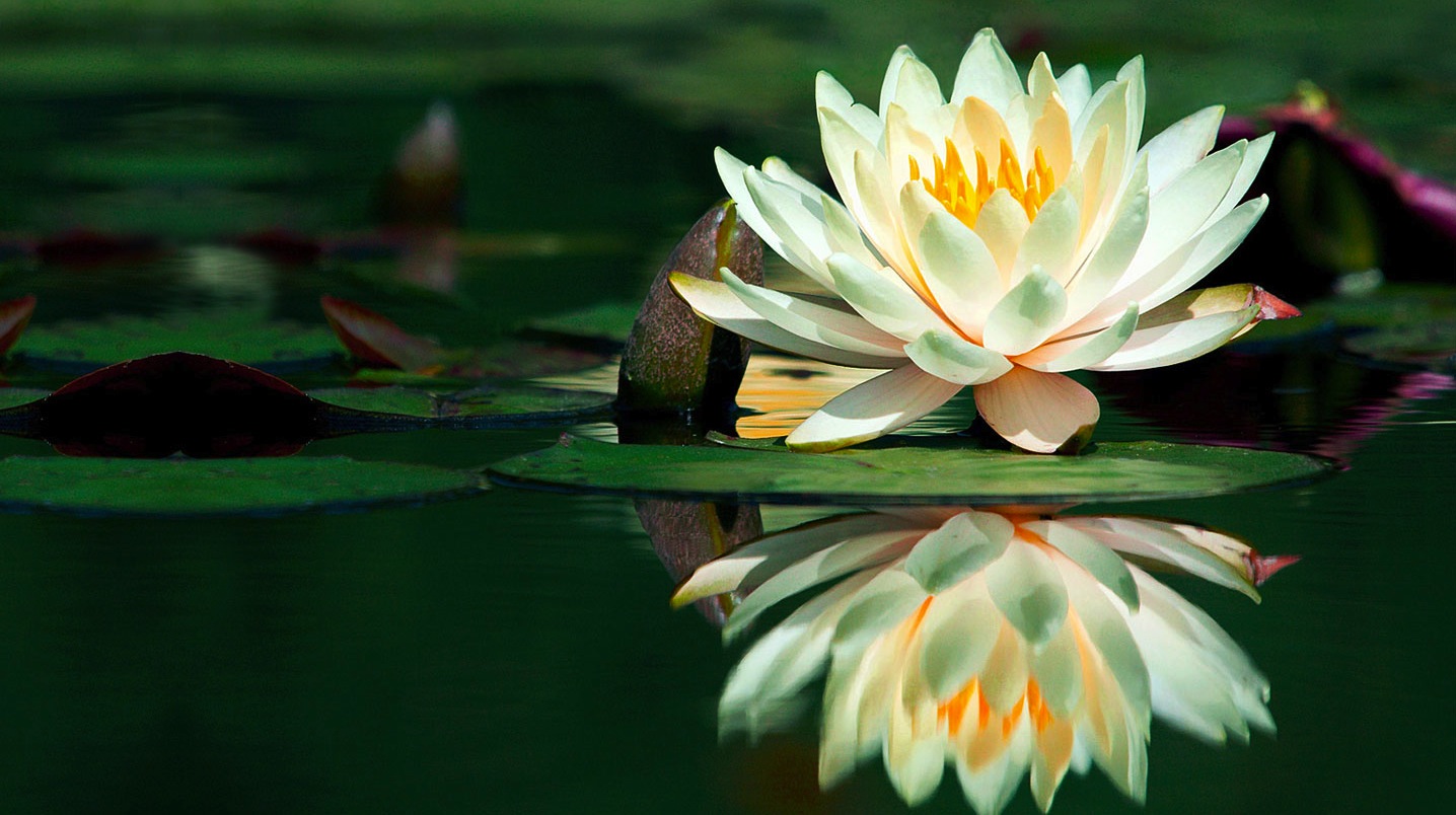 Linda Flor De Loto Sobre En Agua - Flor De Loto - HD Wallpaper 